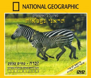 זברה - פסים בעשב